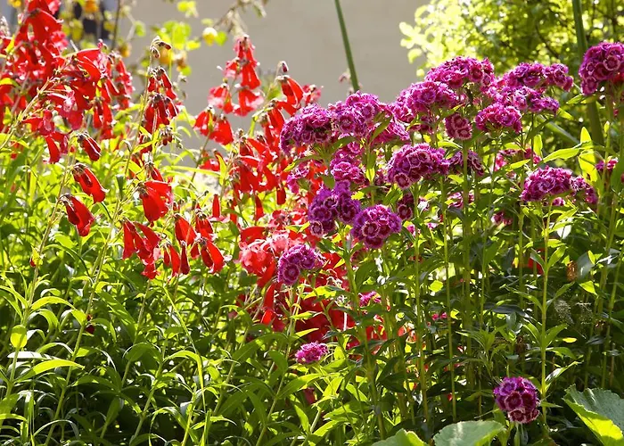 Le Petit Vigneau * Ménil